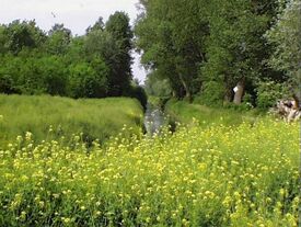 Prairie fleurie dans le parc Louis Aragon